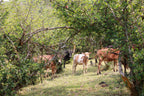 Memory of Orchard