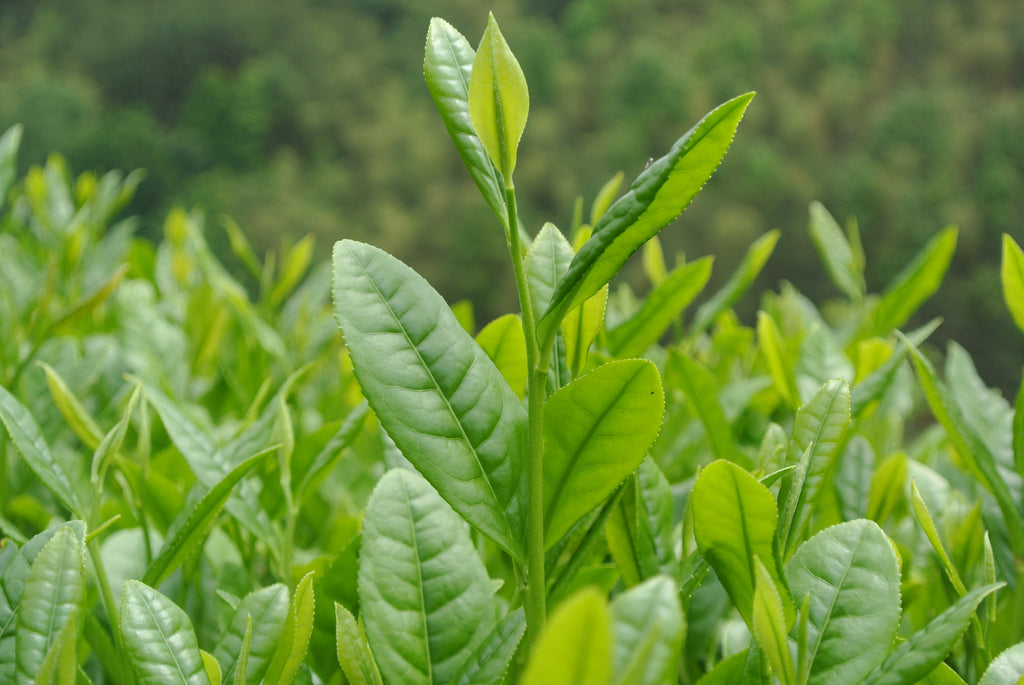 Wuyi Rock Tea