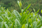 Wuyi Rock Tea