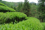 Wuyi Rock Tea