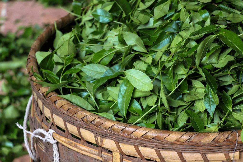 Wuyi Rock Tea