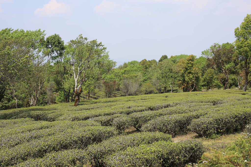 Memory of Orchard