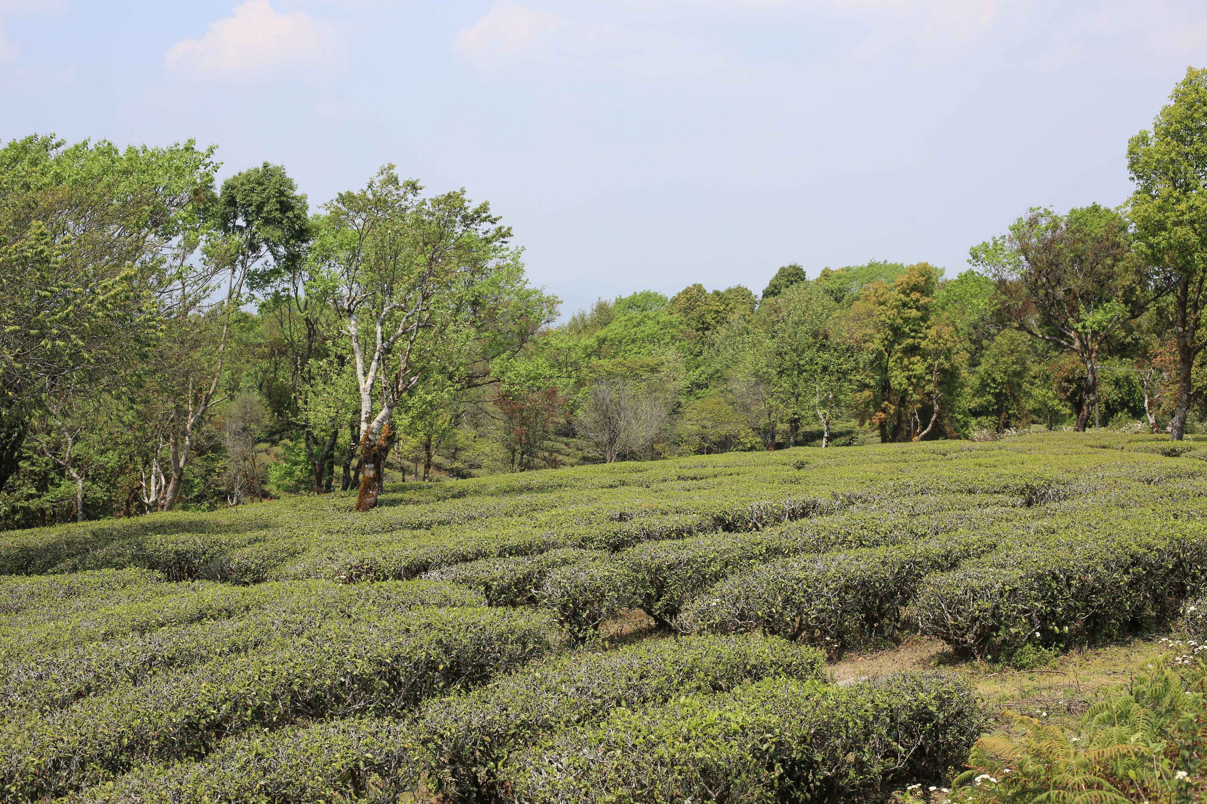 Memory of Orchard
